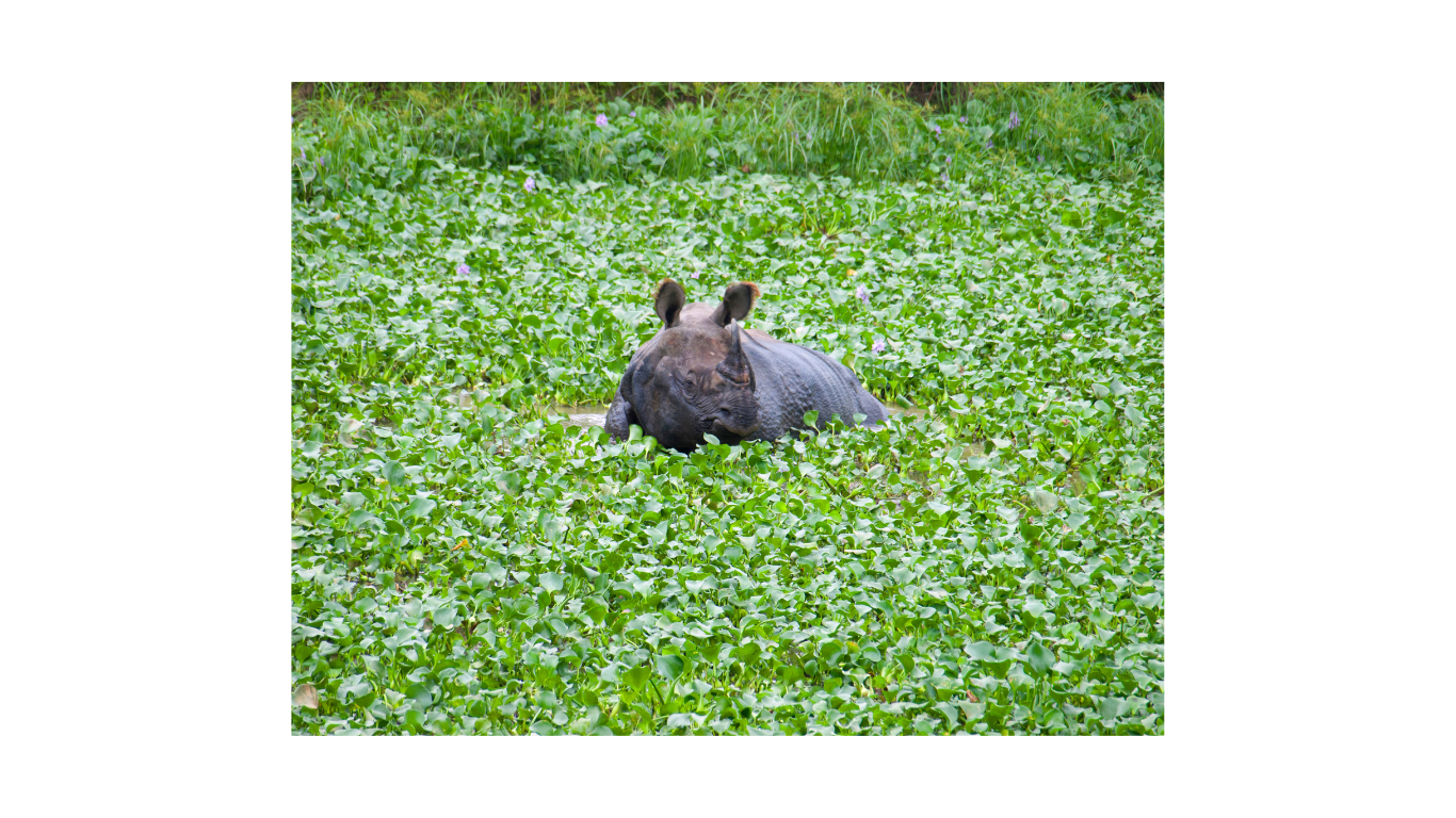 Kathmandu Chitwan Tours 5 Night 6 Days