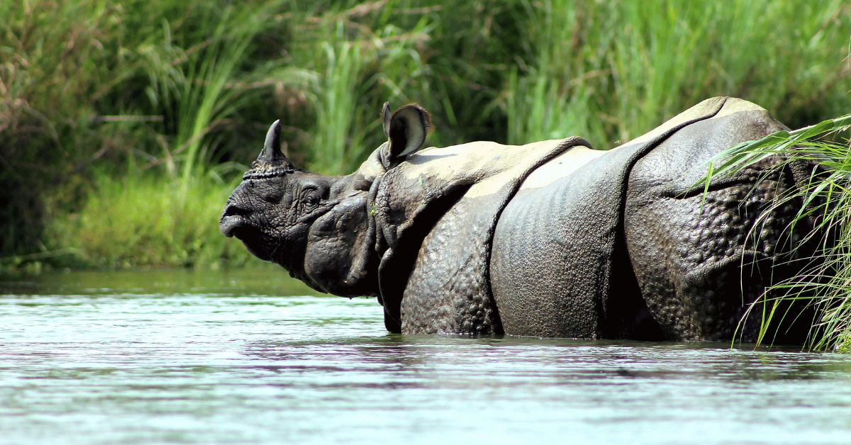 Comprehensive Tour of Kathmandu, Pokhara, Lumbini and Chitwan 11 Days