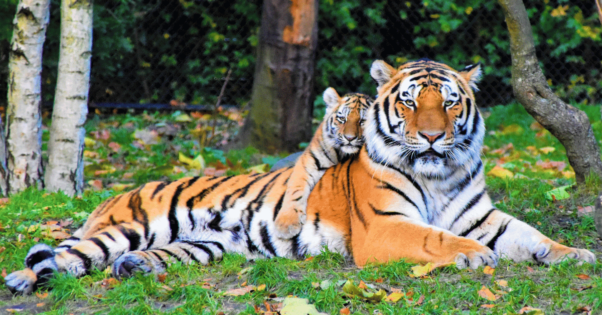 Comprehensive Tour of Kathmandu, Pokhara, Lumbini and Chitwan 11 Days