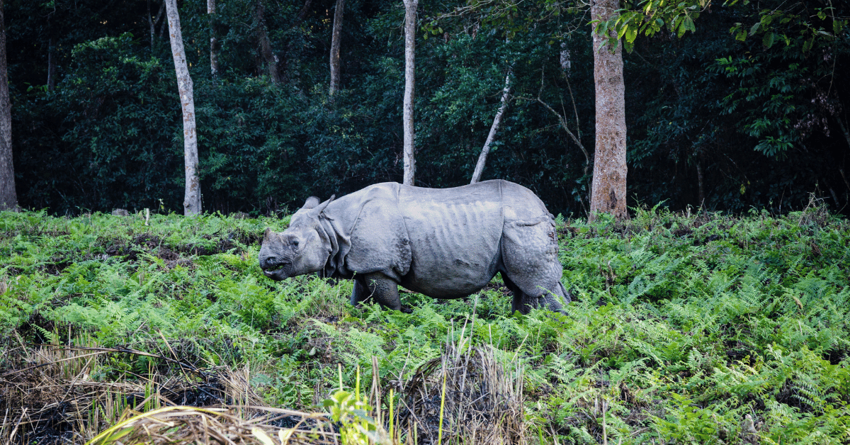 Kathmandu Chitwan Tours 5 Night 6 Days