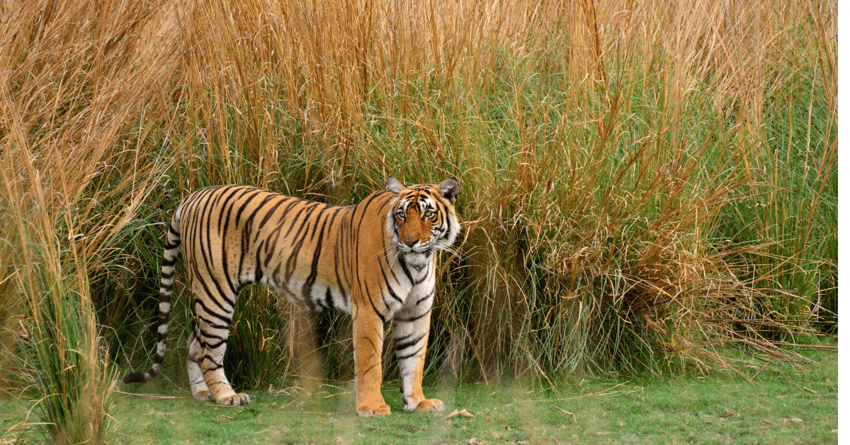 Kathmandu Chitwan Tours 5 Night 6 Days