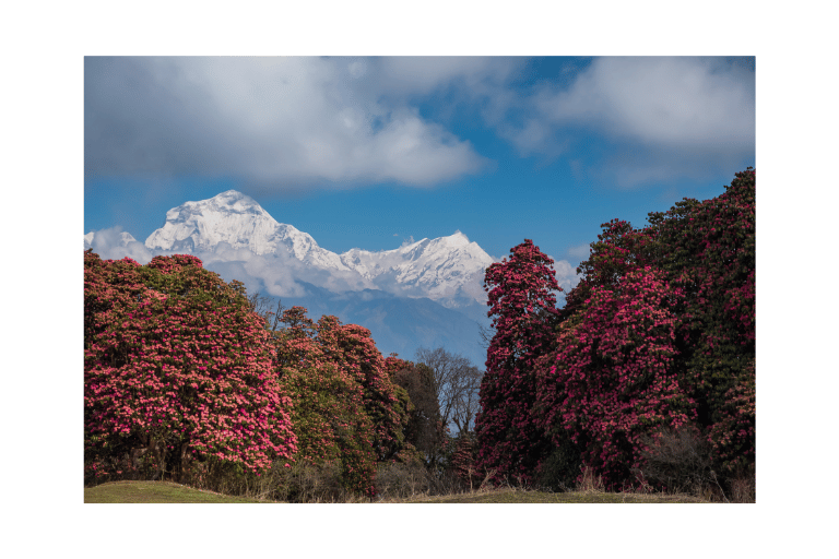 Annapurna Base Camp Trek 12 Days