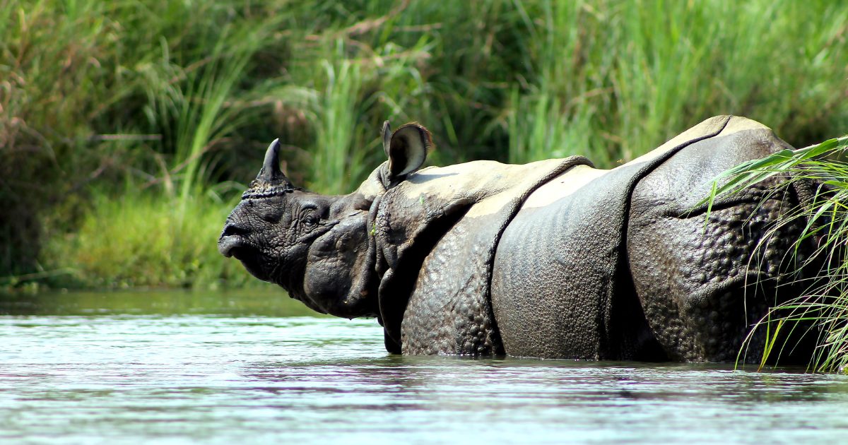 Kathmandu–Pokhara–Chitwan Tour Package – 7 Nights 8 Days